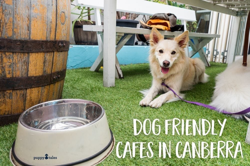 Dog Friendly Cafes in Canberra