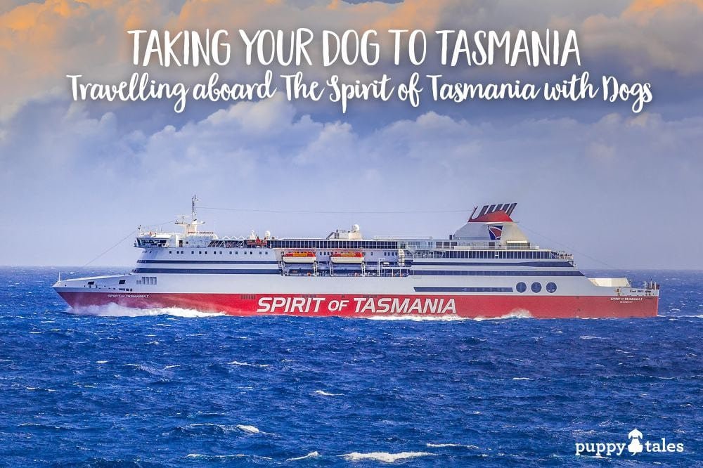 Travelling to Tasmania & Aboard The Spirit of Tasmania with Dogs