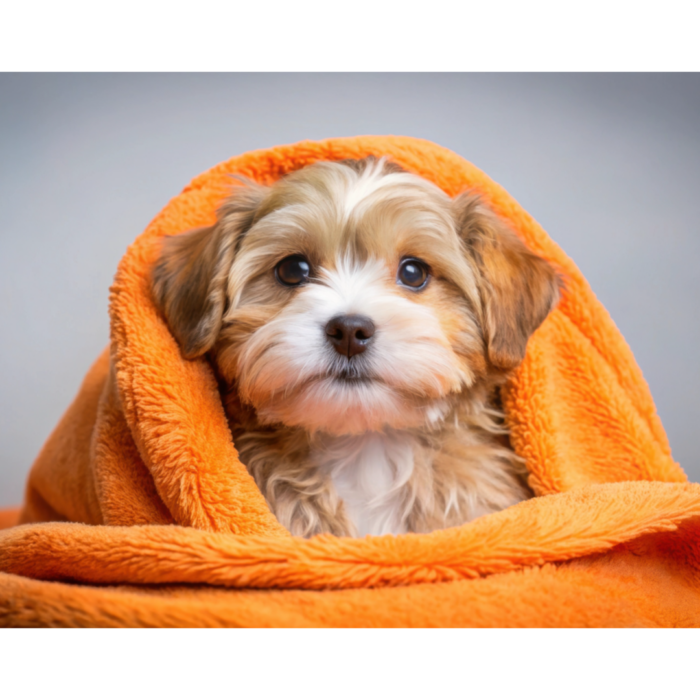 How to give your puppy a bath : Ultimate Puppy