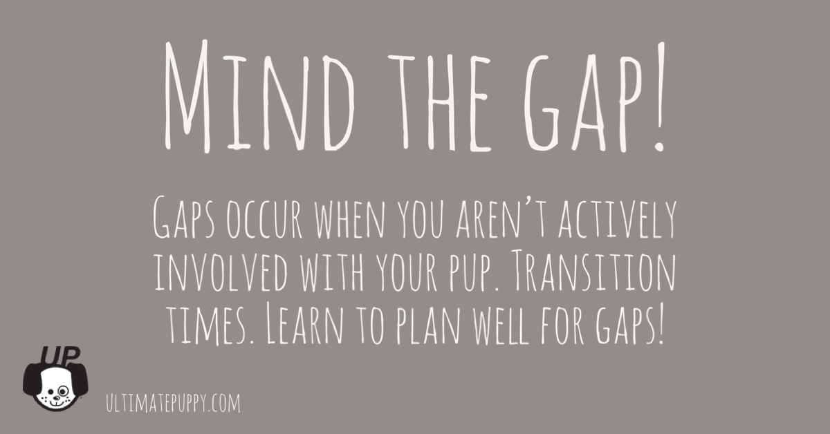 A Puppy With A Plan Makes for Peaceful Days! : Ultimate Puppy
