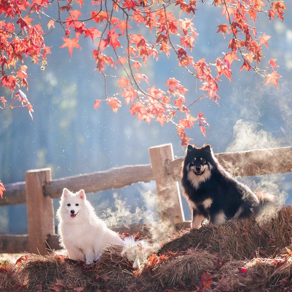 Dog Photography in Victoria | Bella & Riley