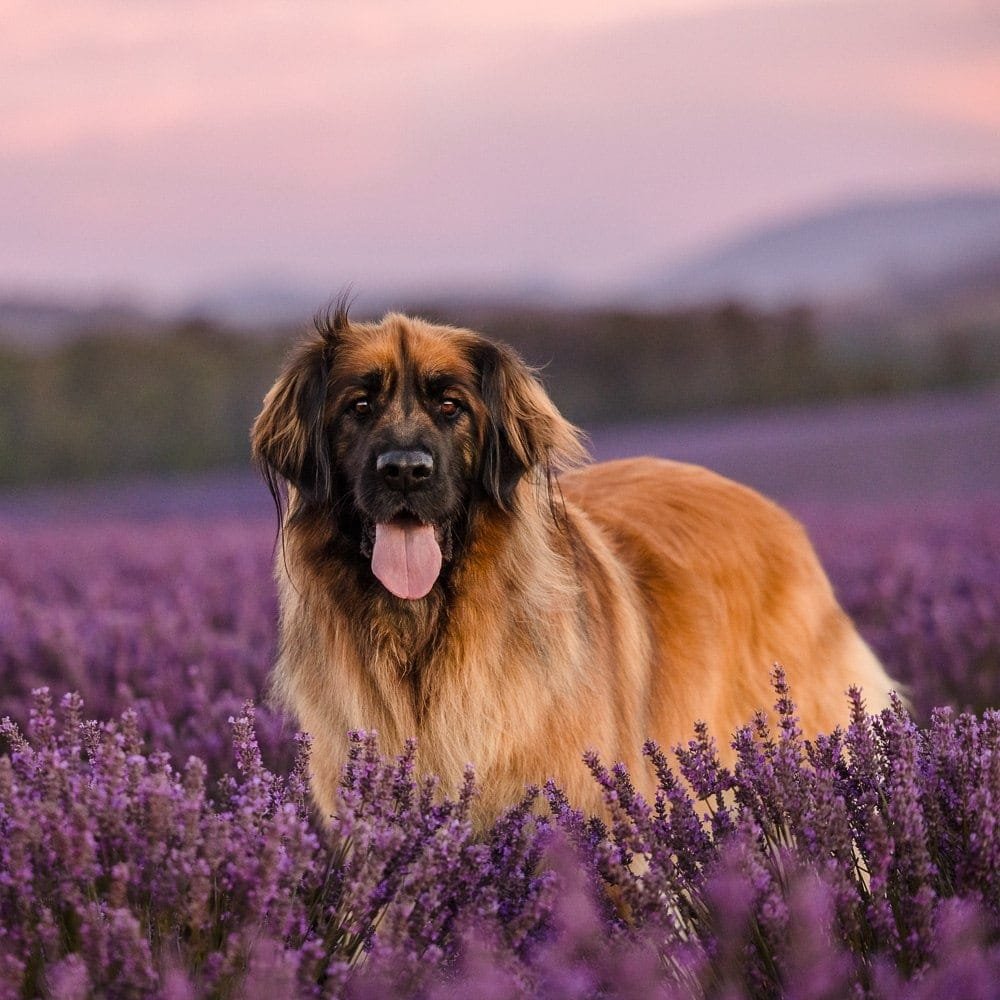 Nalah the Leonberger | Stunning Dog Photography in Tasmania