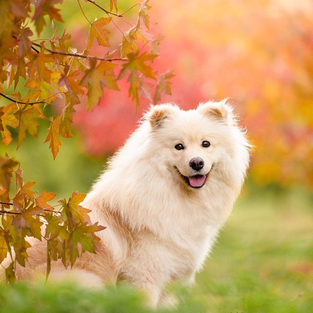 Dog Photography at the Canberra Arboretum
