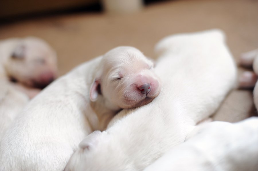 How Many Hours a Day Does a Golden Retriever Puppy Sleep?